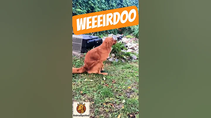 Neighbours Dog VS My Dog #viral #viralvideo #shorts #shortvideo