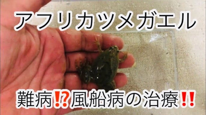 明らかにおかしい 風船病のアフリカツメガエルを治療する カエルの異変 Youtube