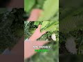 This Trick Makes Dollar Store Flowers Look Designer #FakeFlowers #ShopSmart