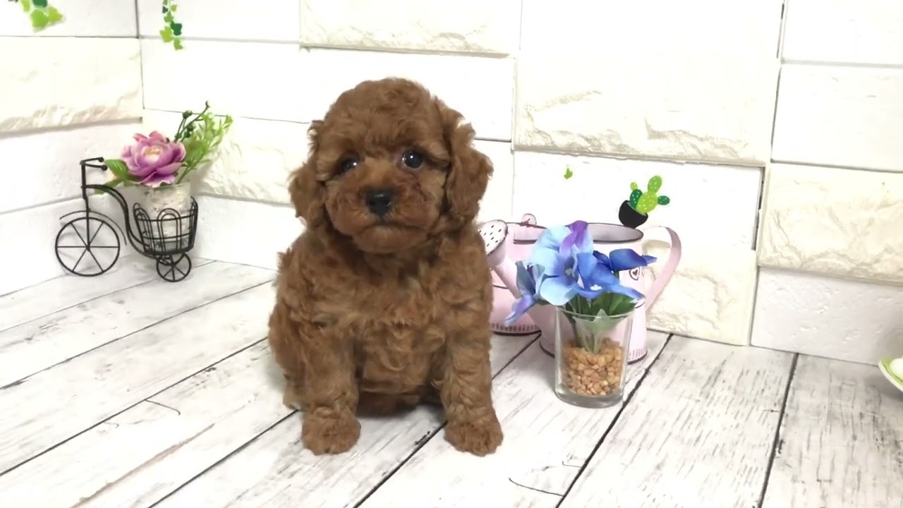 可愛すぎる トイプードルgirlyダイカット 大人気 自立土台付き Www Vetrepro Fr