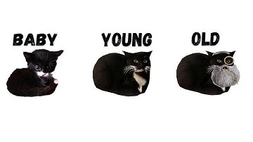 Maxwell cat but he Lived All His Life