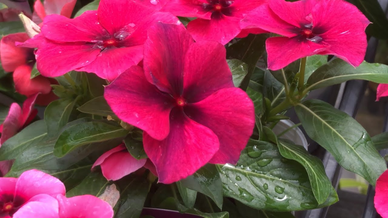 ニチニチソウの新品種 タトゥー 希少品です 滋賀県長浜の花屋 第一フラワー Youtube