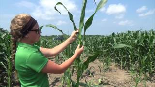 Late Season Corn Staging