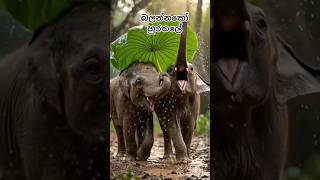 #BabyElephant #CuteAnimals #RainyDay #NatureLovers #Shorts #SriLanka #Trending #ViralAnimalVideo