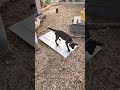 #dutch #shepherd #puppy goes to the circular saw, not #timid