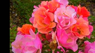 TO  JESZCZE  LATO -  cz.II.