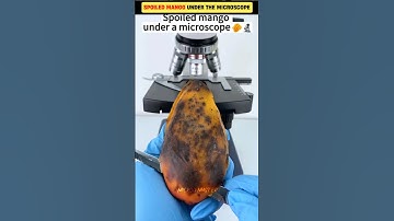 Spoiled Mango Under The Microscope 😱||#shorts #youtubeshorts #viral #microscope
