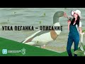 Утка Пеганка — описание