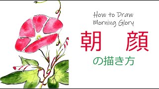 【残暑見舞い・暑中見舞い】朝顔の描き方（顔彩水彩画） How to Draw Morning Glory.