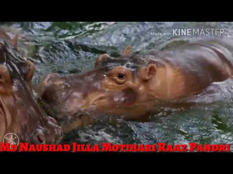 o-sahiba-full-hd-1080p-video-download