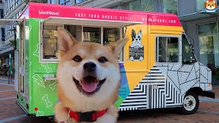 I Took My Shiba Inu to a Food Truck