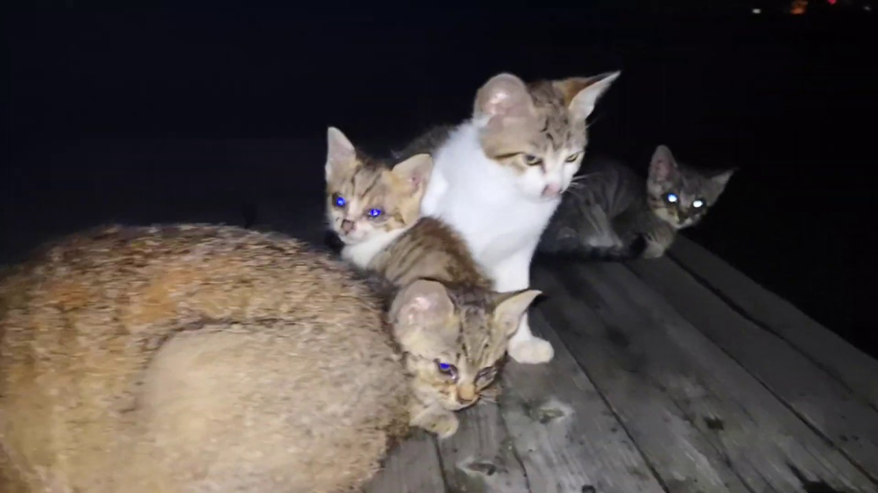 野良猫 夜 どこに いる