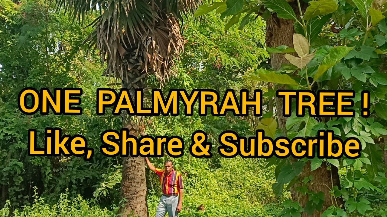ONE PALMYRAH TREE ! (ஒரே பனை மரம்) ! S.No 65 - YouTube