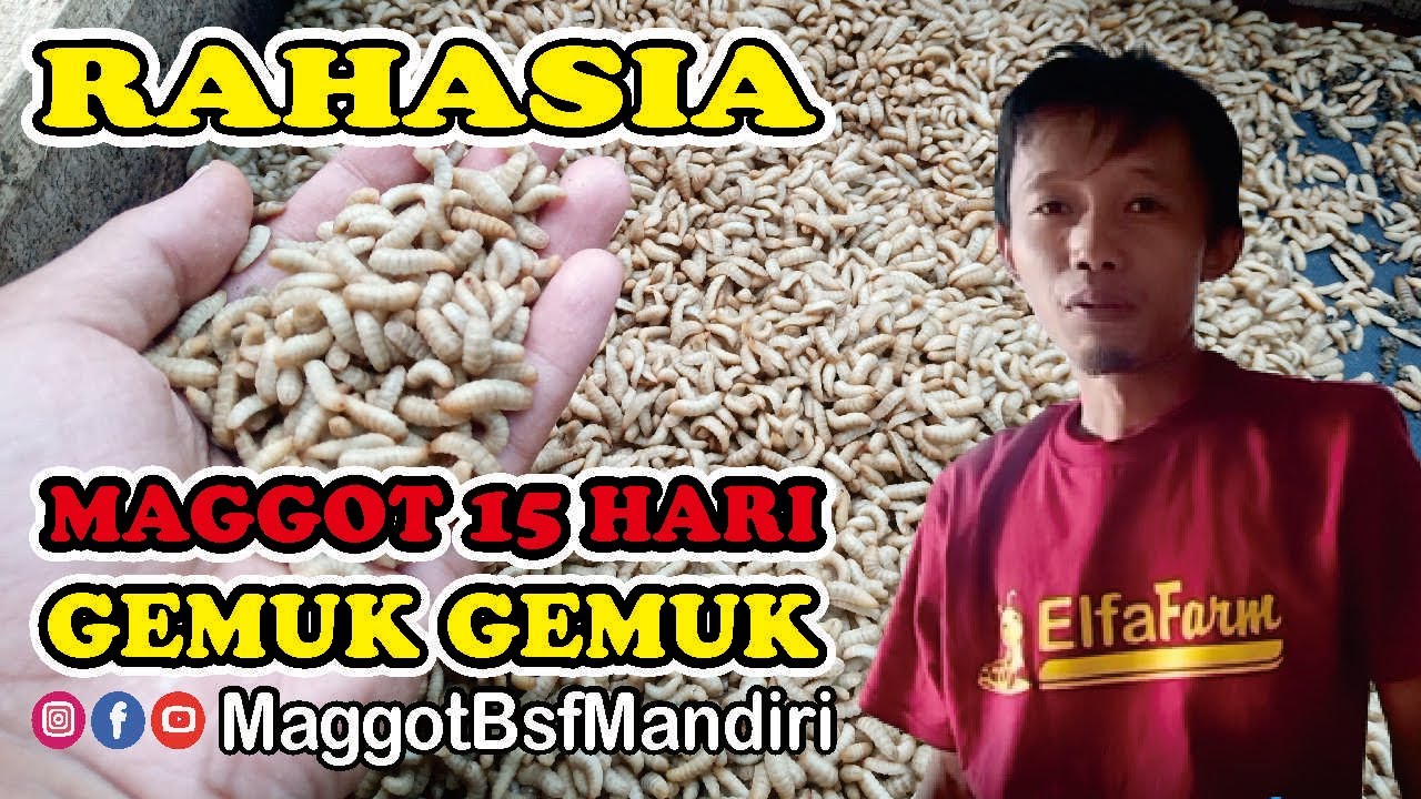 PAKAN MAGGOT AGAR CEPAT BESAR........!!! KASIH PAKAN INI.....???