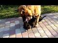 Ягдтерьер против немецкой овчарки | Jagdterrier vs German Shepherd