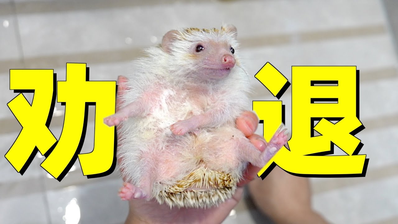 真实的养刺猬现场，想养刺猬的看完直接劝退！