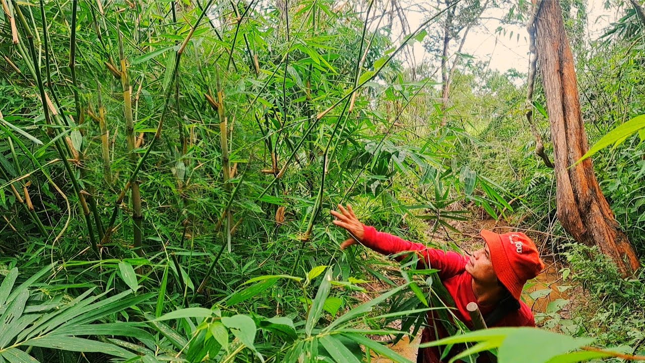 หาแหนงหน่อไม้ไร่‼️ต้นหน้า‼️ป้าด😱😱😱บ่คิดบ่ฝันว่าสิยังได้🫢🫢🫢29ต.ค68