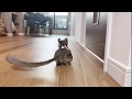 追いかけっこをするお猿 Bushbaby the Pizzatoru / ショウガラゴのピザトル