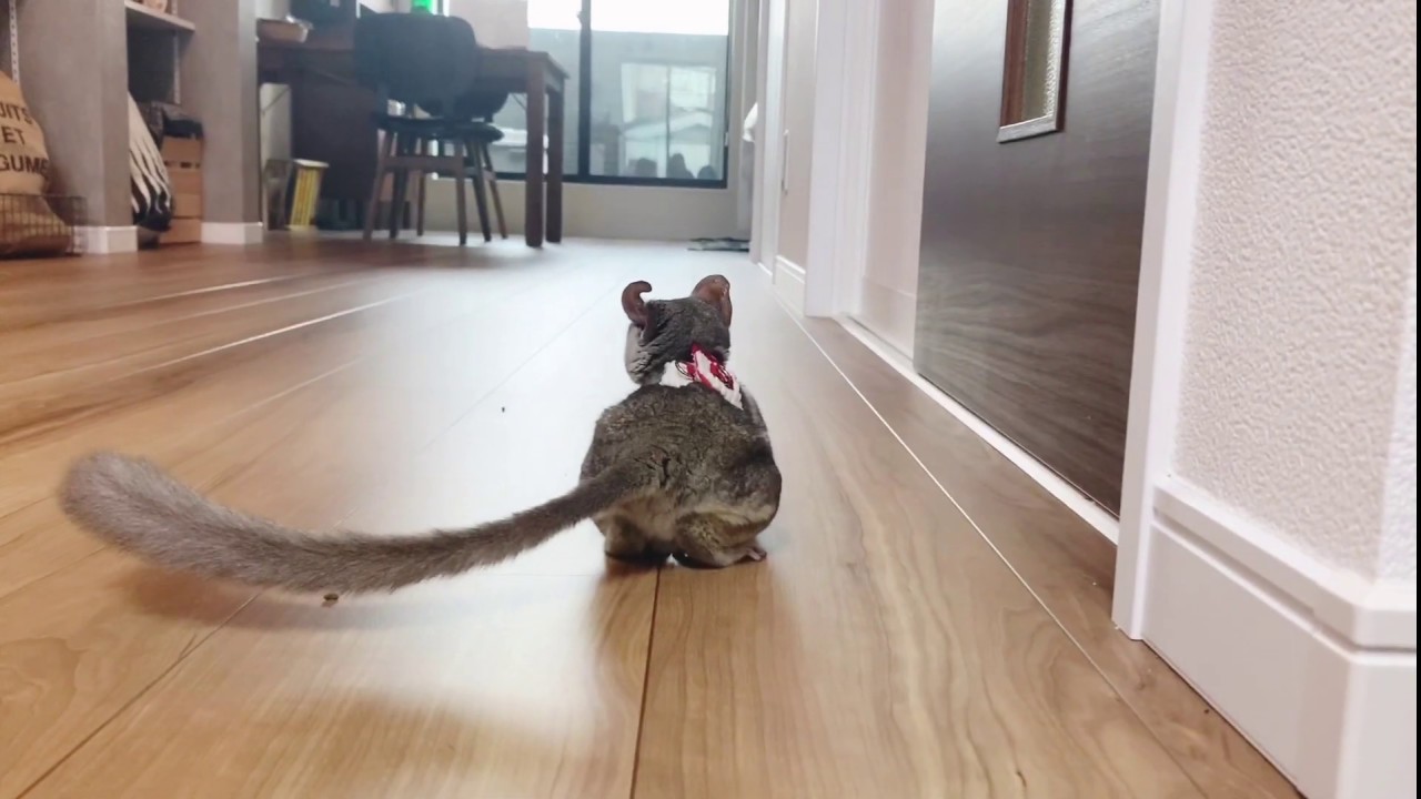 追いかけっこをするお猿 Bushbaby the Pizzatoru / ショウガラゴの