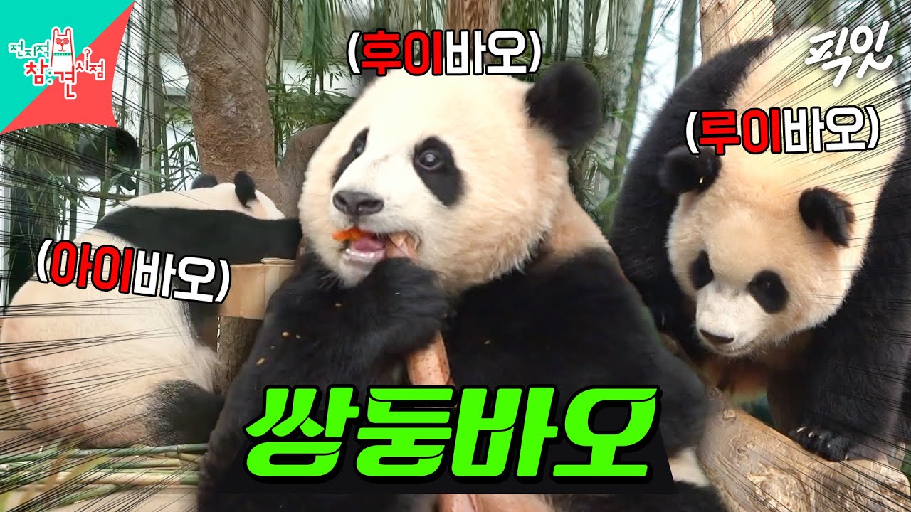 [전참시] 금쪽같은 쌍둥이들 케어하다 몸져누운 엄마 아이바오 MBC240706방송