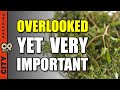 The Edible SuperFood Weed Growing In Your Yard