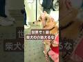 世界で1頭の柴犬介助犬、車椅子女子と電車移動（あくび編）