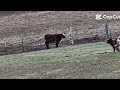 Im Free says Baby Calf on run