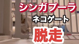ペットゲートからの脱走　シンガプーラ by こてつチャンネル 557 views 9 months ago 2 minutes, 17 seconds