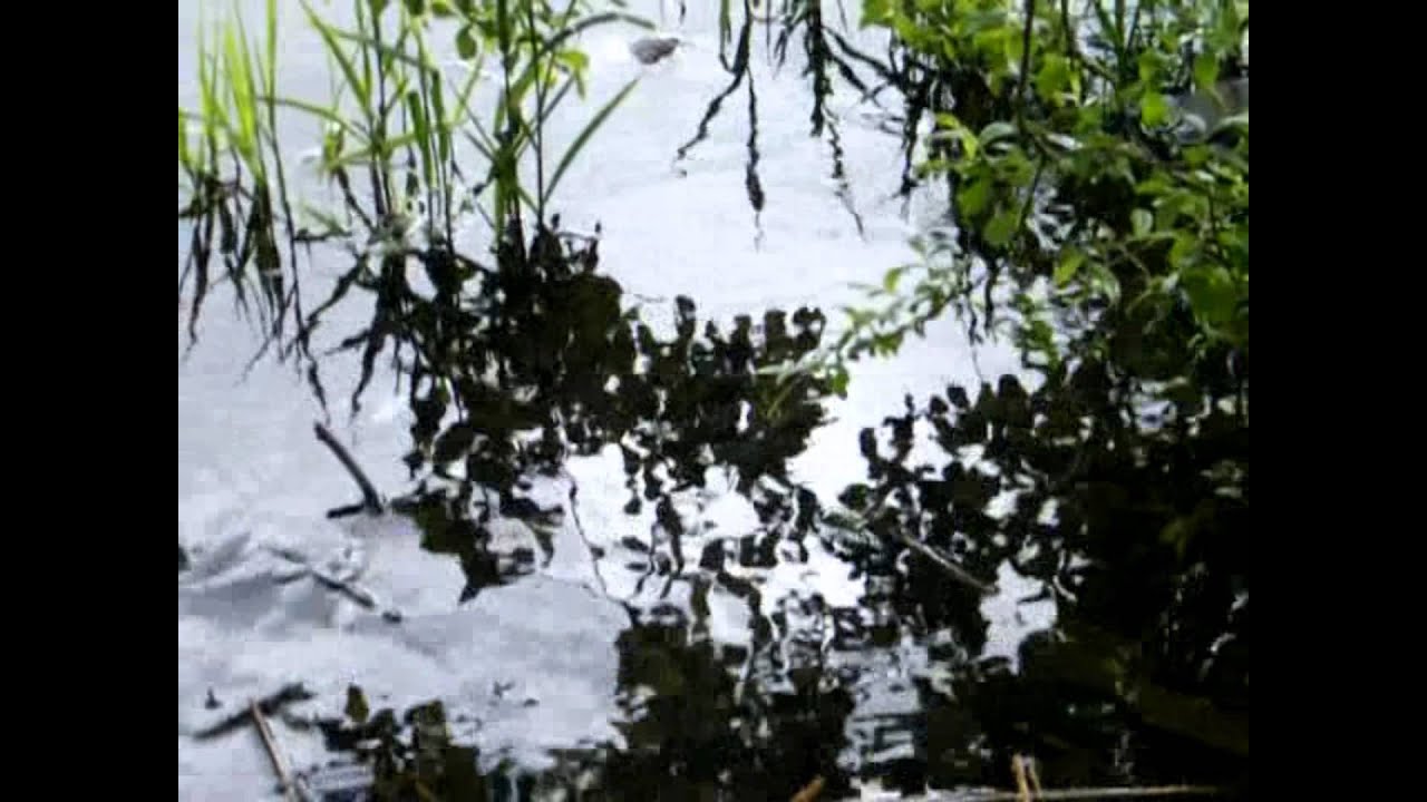 Virginia - the Movie!