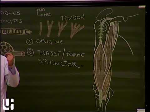 Vidéo: Fonction, Anatomie Et Diagramme Du Muscle Sternohyoïdien - Cartes Corporelles