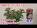 【ビバーナム】花屋が教える園芸知識！ビバーナム