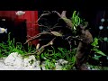 Planted community co2 aquarium liquid creations rare plants