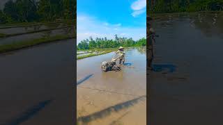 This is Where Your Rice Really Comes From  #RiceField #PaddyField #RiceFarmer #RiceView