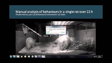 24/7 Automated Behavior Tracking for Rodent Safety Pharmacology and Phenotyping