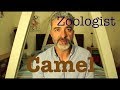 Camel by zoologist review