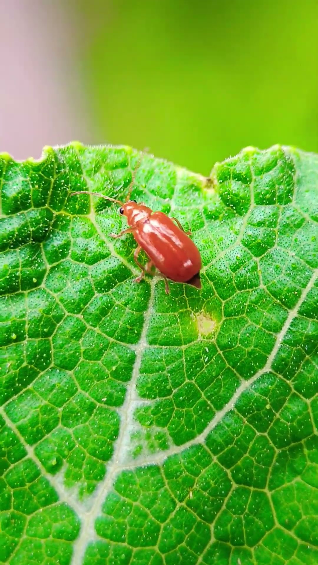 Red Pumpkin Beetle beetle insects trending viral short red-pumpkin-beetle-beetle-insects-trending-viral-short