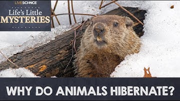 Why Do Animals Hibernate?