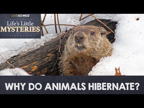 Why Do Animals Hibernate?