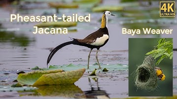 Birding near Manjeera Dam, Sangareddy, Telangana | Baya Weaver Nesting