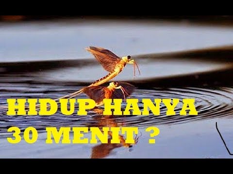 Video: Apa tujuan lalat capung melayani?