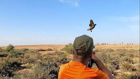 Hunting Partridges and Hares Season 2024/2025 PART 9 -KHEMISSET -TIZITIN