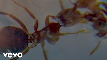 UNIVERSITY - Curwen (Official Video)