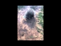 Porcupine release - DAKTARI Bush School &amp; Wildlife Orphanage