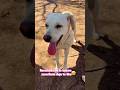 Dicen que soy feo?#dog#dogs#doglover #dogshorts#parati#youtubeshorts#viralshort#cat#cats#video
