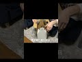 ダンボールからひょこっと出てきた日🐶