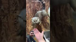 Girl Brings Ice for Cute Otter 🦦❄️❤️ | Heartwarming Animal Moment #shorts