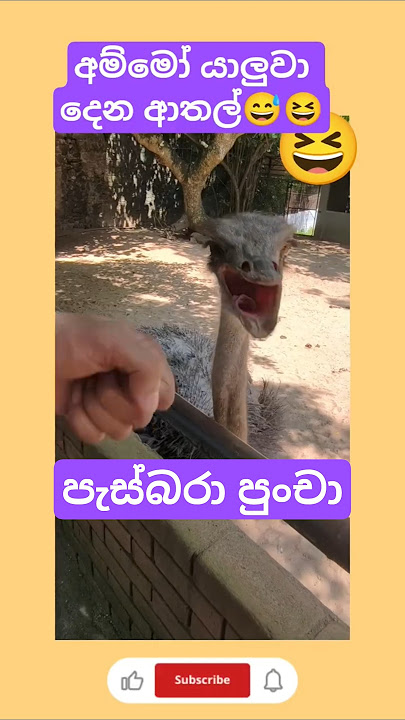 අම්මෝ දෙන ආතල්😄😜 - Funny Ostrich #𒆜foryou #automobile #trending #viral #ostrich #1million #funny