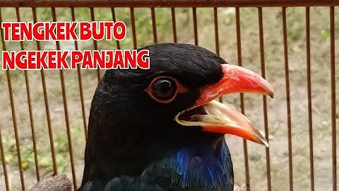 Burung Tengkek Buto Gacor Video Asli Full HD