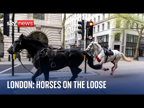 BREAKING: 'Number of horses' on the loose in central London.