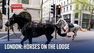 BREAKING: 'Number of horses' on the loose in central London